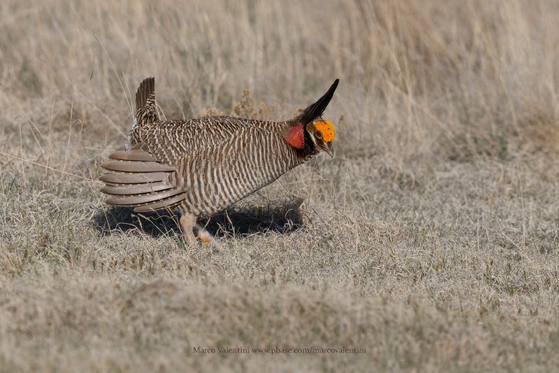 Lesser Prairie-Chicken - Tympanuchus pallidicinctus
