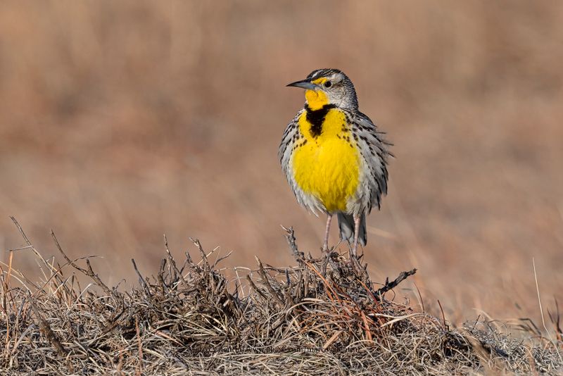 Western Meadowlark  - Sturnella neglecta