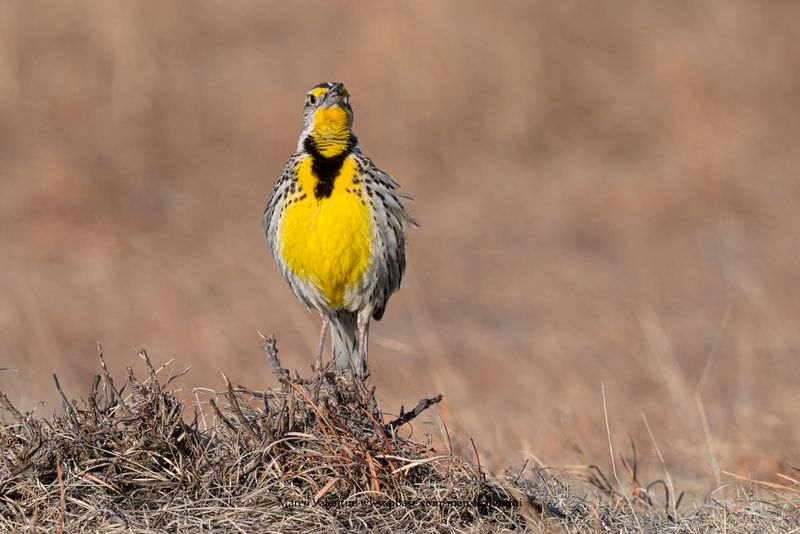 Western Meadowlark  - Sturnella neglecta