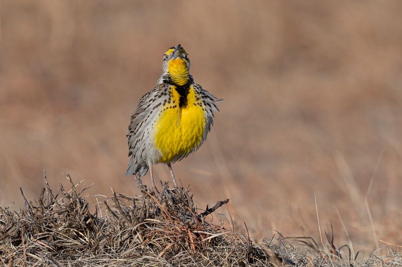 Western Meadowlark  - Sturnella neglecta