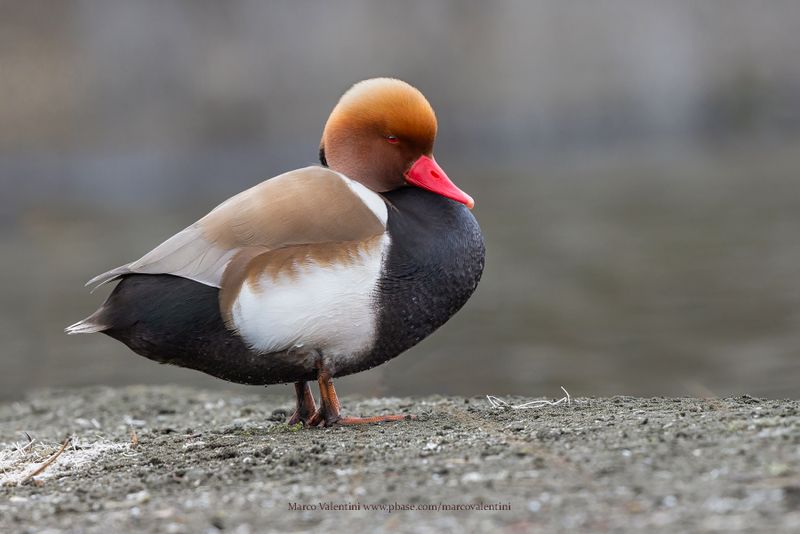 Red-crested Pochard - Netta rufina