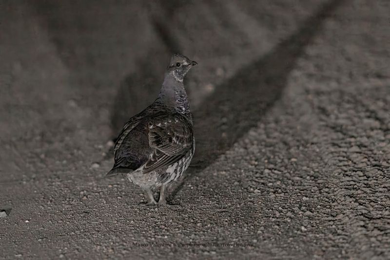 Dusky Grouse - Dendrapagus obscurus