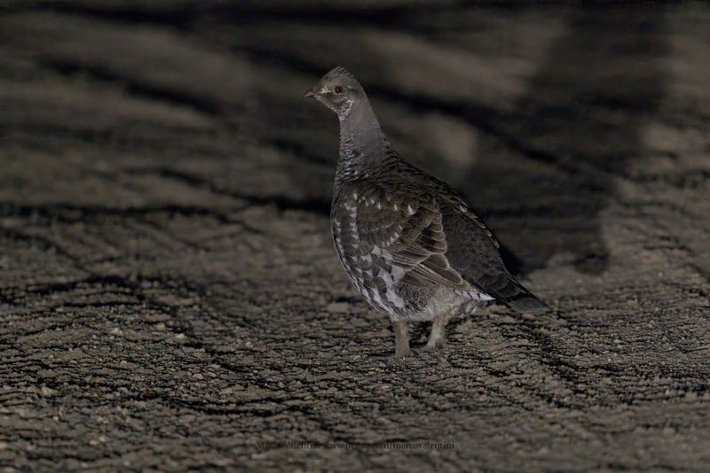 Dusky Grouse - Dendrapagus obscurus