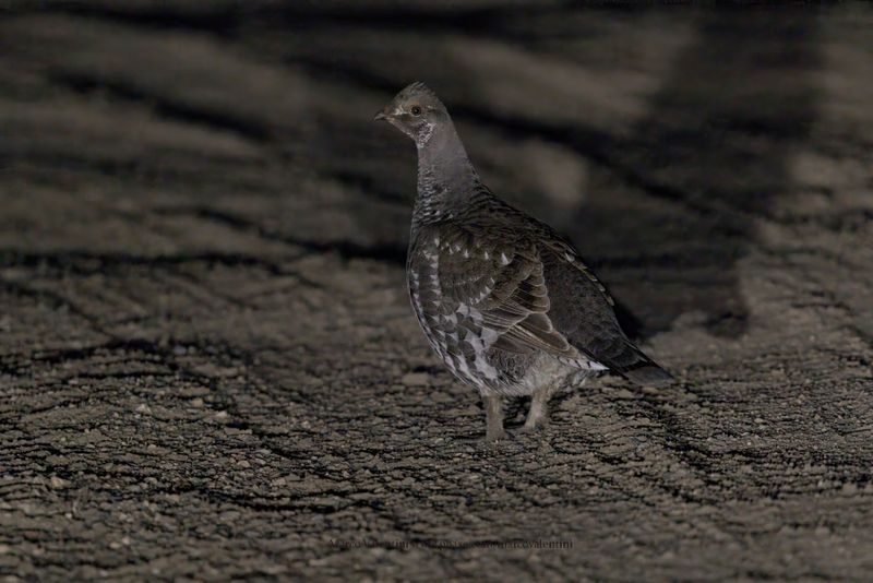 Dusky Grouse - Dendrapagus obscurus