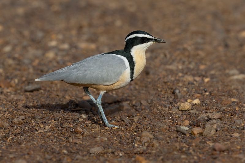 Crocodile Bird - Pluvianus aegyptius