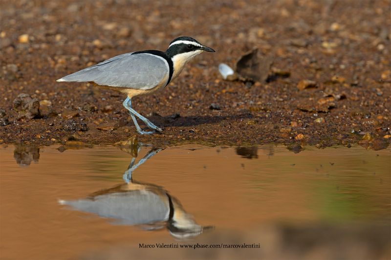 Crocodile Bird - Pluvianus aegyptius