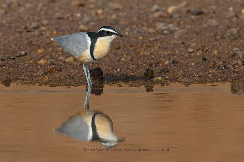 Crocodile Bird - Pluvianus aegyptius