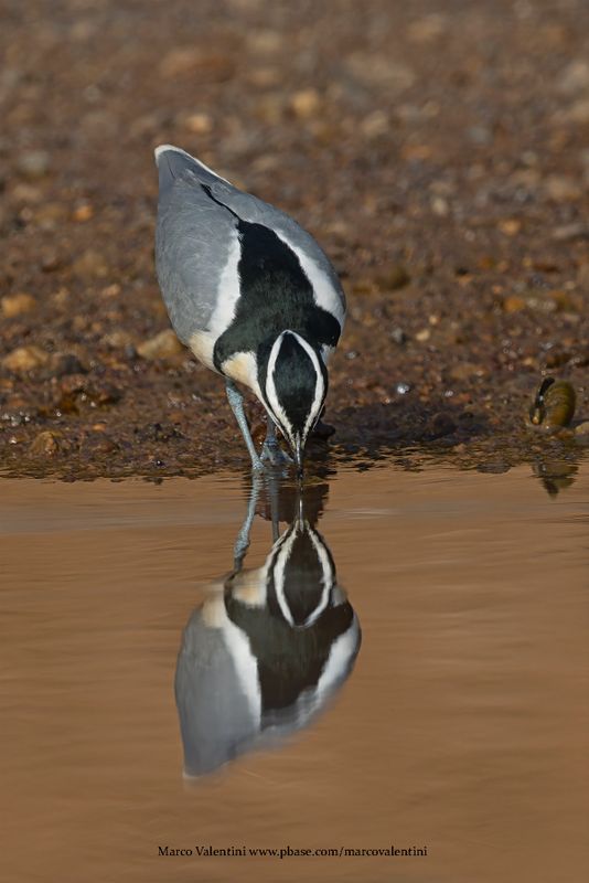 Crocodile Bird - Pluvianus aegyptius