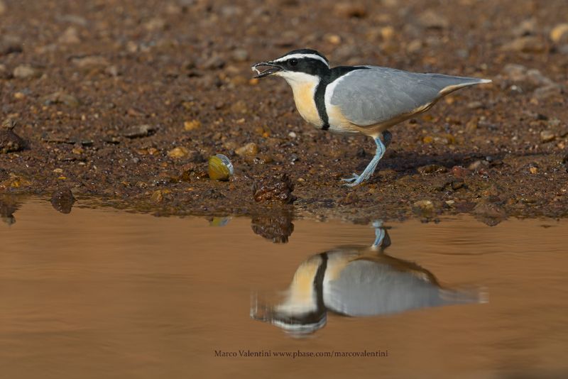 Crocodile Bird - Pluvianus aegyptius