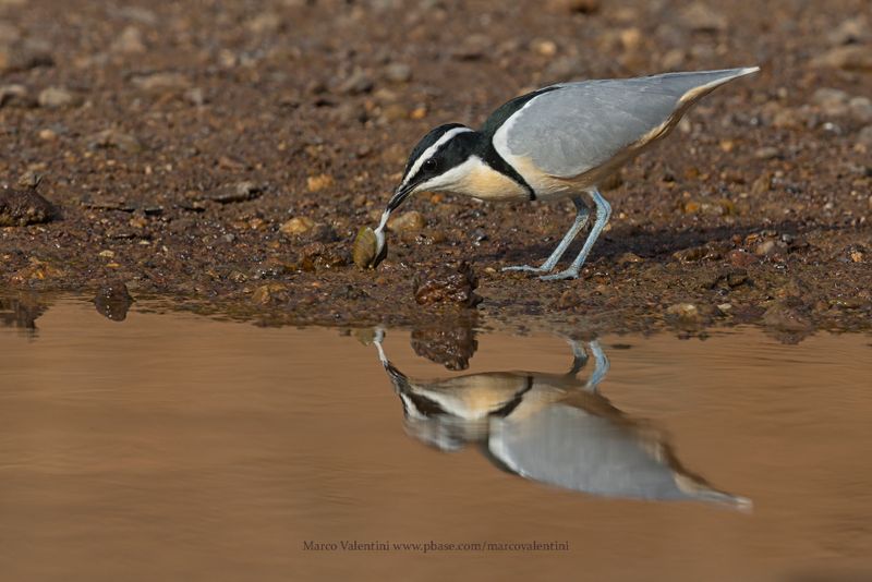 Crocodile Bird - Pluvianus aegyptius