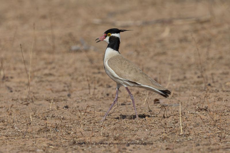 Black-headed lapwing - Vanellus tectus