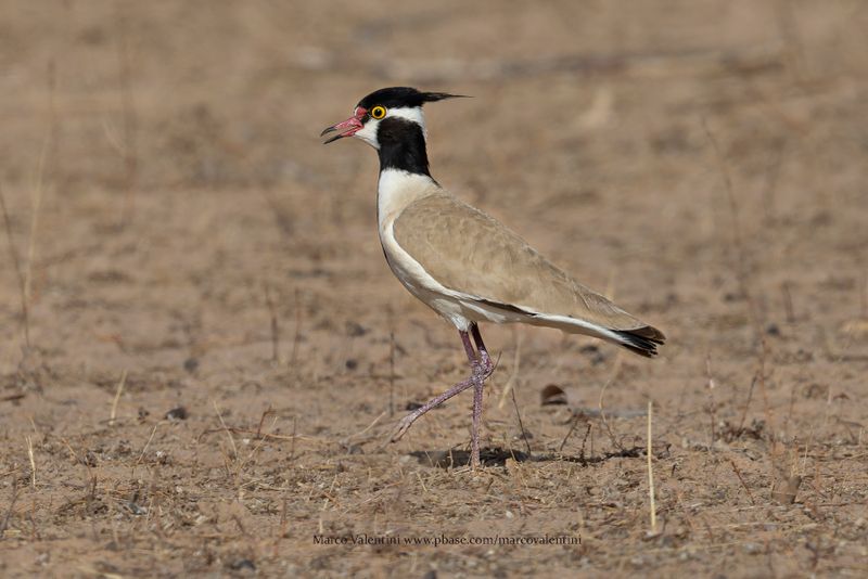 Black-headed lapwing - Vanellus tectus