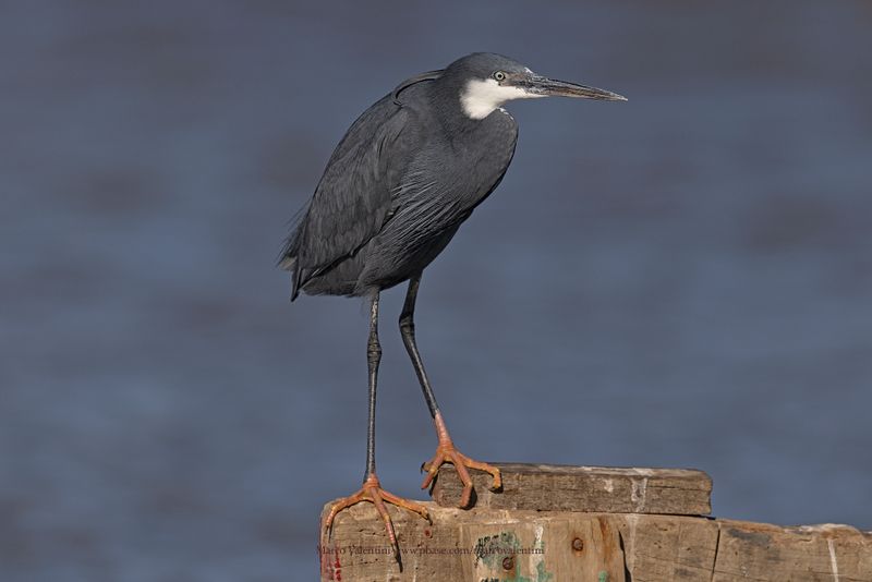 Western Reef Heron - Egretta gularis