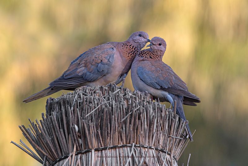 Laughing Dove - Streptopelia senegalensis