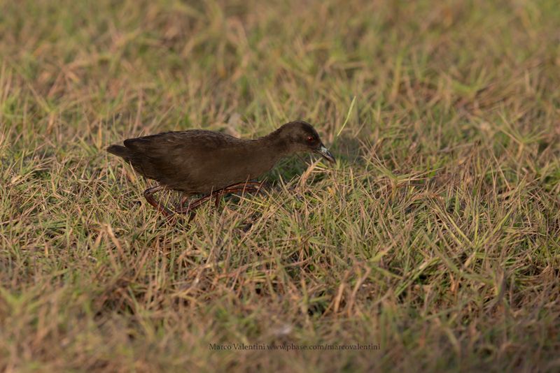 Black crake - Amaurornis flavirostra
