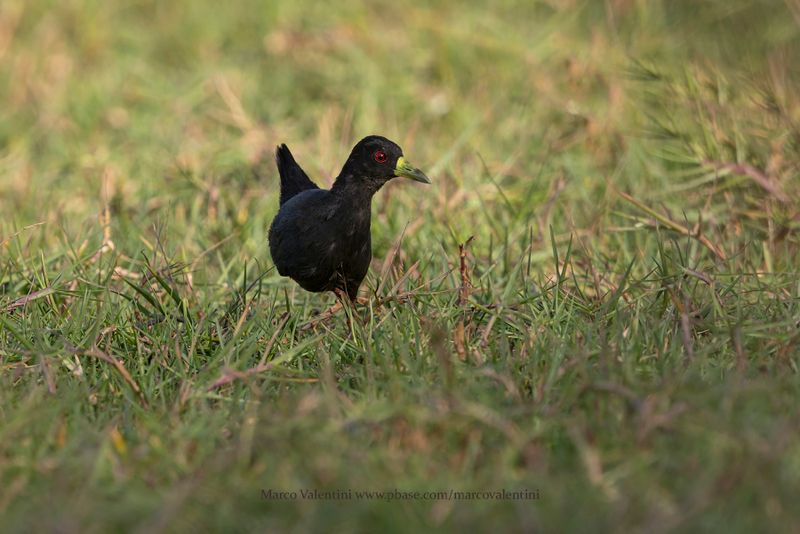 Black crake - Amaurornis flavirostra