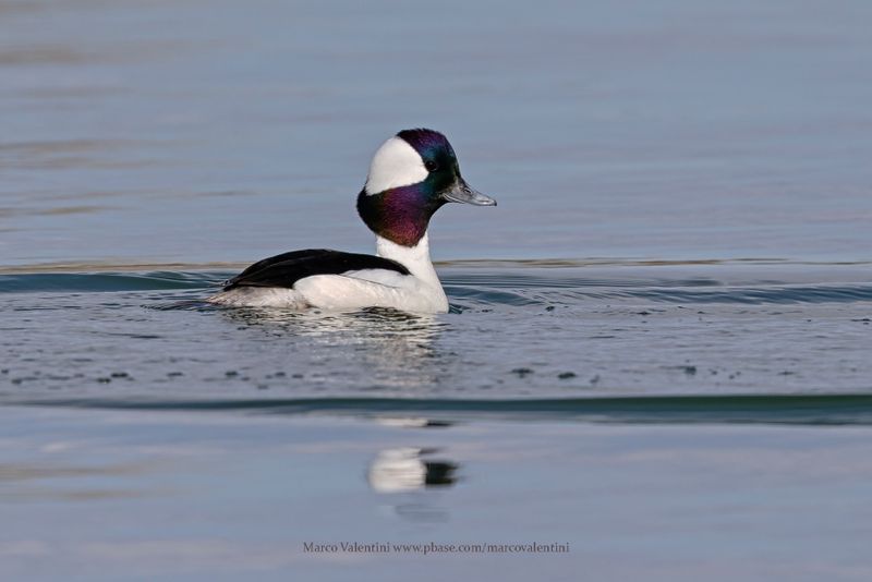 Bufflehead - Bucephala albeola