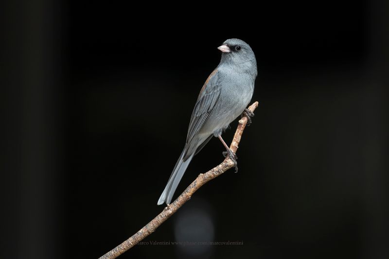 Dark-eyed Junco - Junco hyemalis