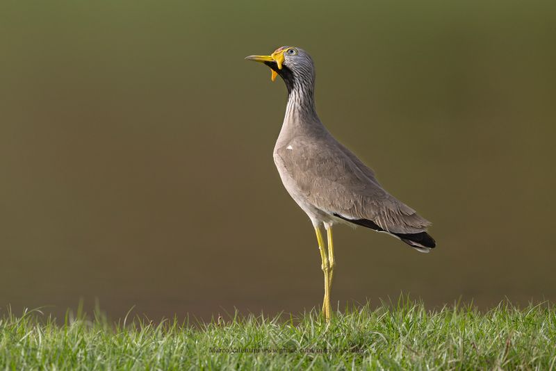 African Wattled Lapwing - Vanellus senegallus
