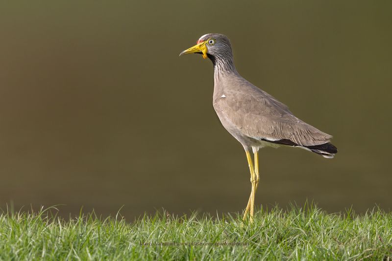African Wattled Lapwing - Vanellus senegallus