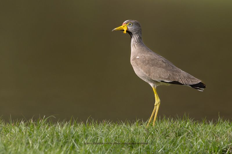 African Wattled Lapwing - Vanellus senegallus