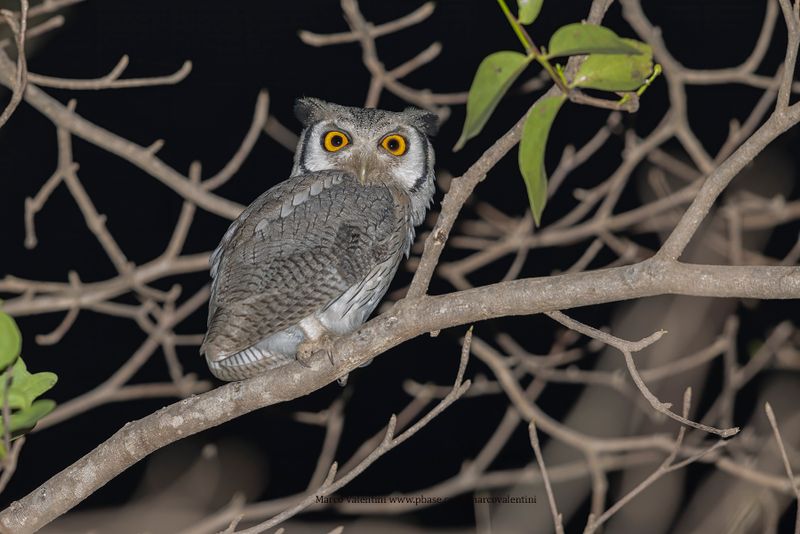 Northern White-faced Owl - Ptilopsis leucotis