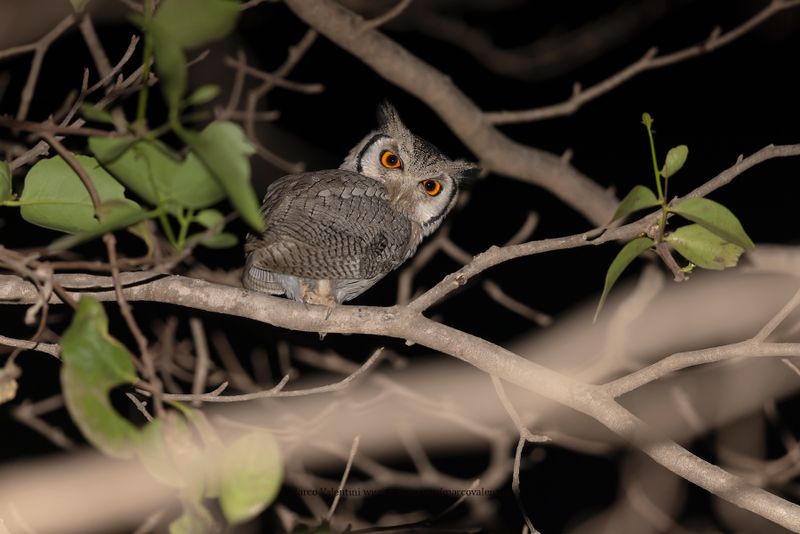 Northern White-faced Owl - Ptilopsis leucotis