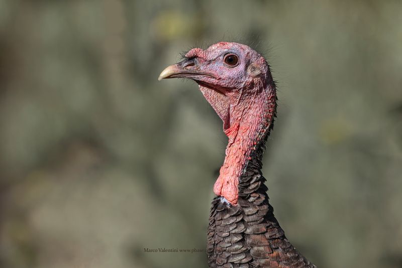 Wild turkey - Meleagris gallopavo