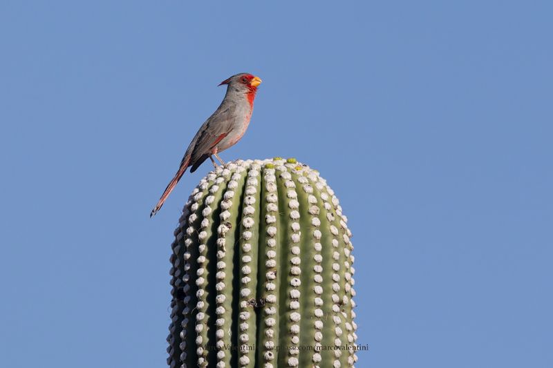 Pyrrhuloxia - Cardinalis sinuatus