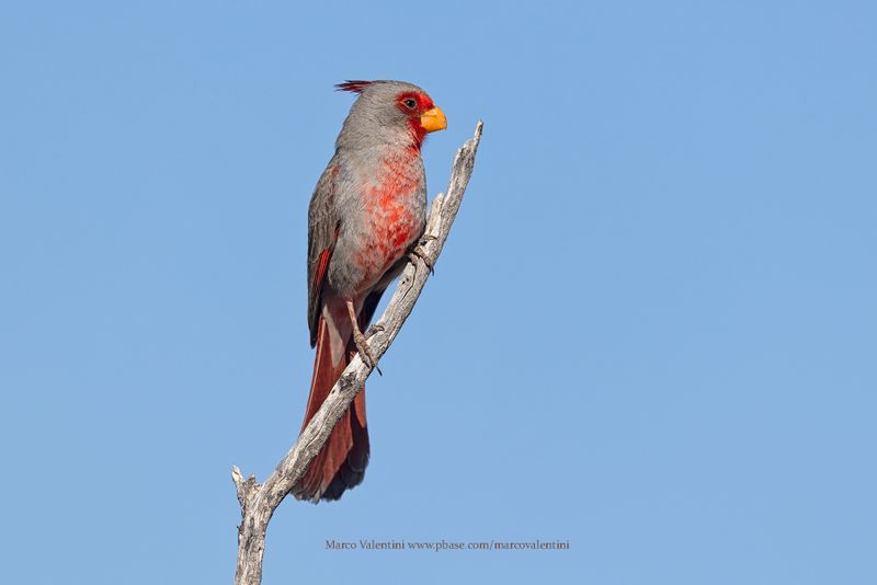 Pyrrhuloxia - Cardinalis sinuatus