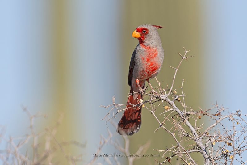 Pyrrhuloxia - Cardinalis sinuatus