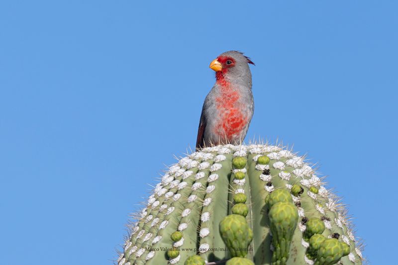 Pyrrhuloxia - Cardinalis sinuatus