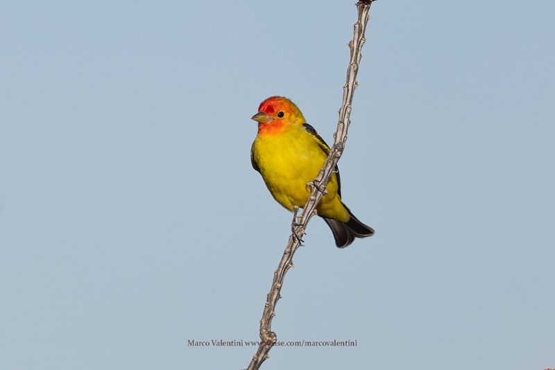 Western Tanager - Piranga ludoviciana