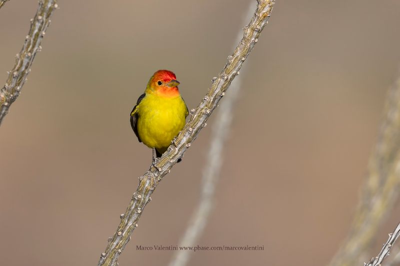 Western Tanager - Piranga ludoviciana