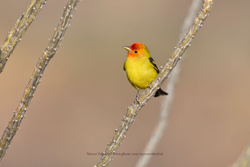 Western Tanager - Piranga ludoviciana