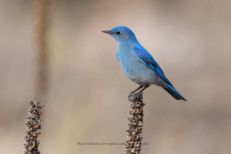 Mountain Bluebird - Sialia currucoides