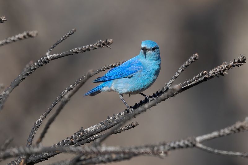 Mountain Bluebird - Sialia currucoides