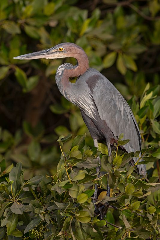Goliath Heron - Ardea goliath