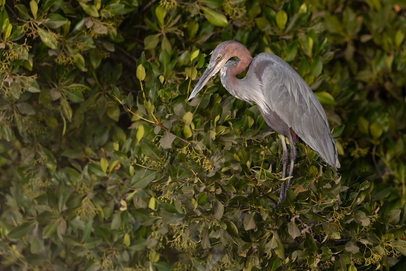 Goliath Heron - Ardea goliath