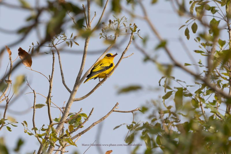 African Golden Oriole - Oriolus auratus