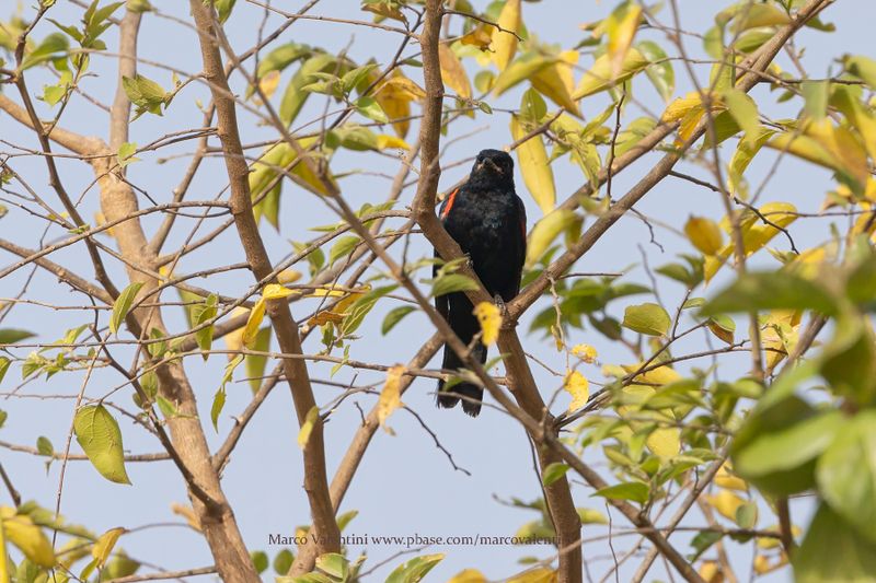 Red-shouldered Cuckooshrike - Campephaga phoenicea