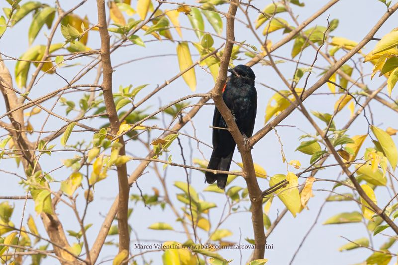 Red-shouldered Cuckooshrike - Campephaga phoenicea