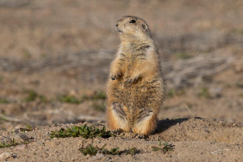 Black-tailed Prairie-dog - Cynomis ludovicianus