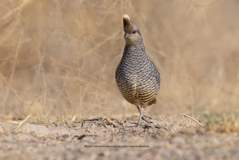 Scaled Quail - Callipepla squamata