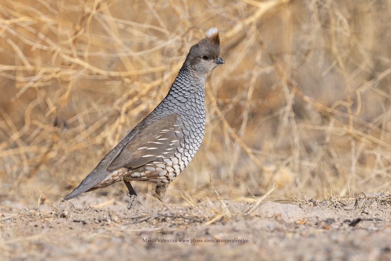 Scaled Quail - Callipepla squamata