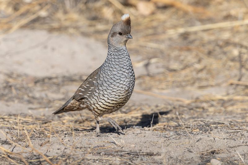 Scaled Quail - Callipepla squamata