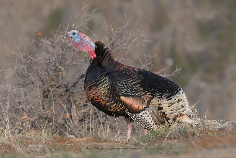 Wild turkey - Meleagris gallopavo