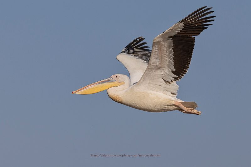 White Pelican - Pelecanus onocrotalus