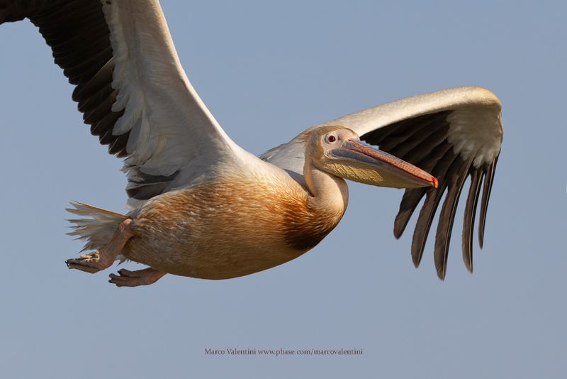 White Pelican - Pelecanus onocrotalus