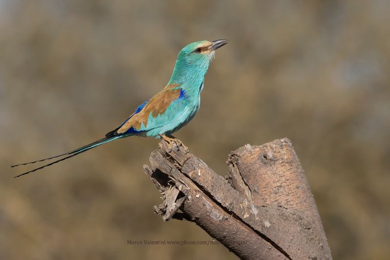 Abyssinian roller - Coracias abyssinica